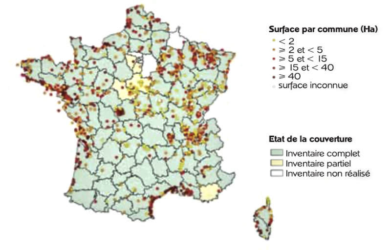 Les roselières en France